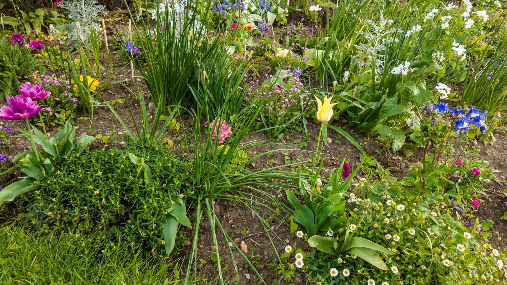 Colorful spring garden in full bloom with assorted tulips and wildflowers, ideal for Easter and Mothers Day backgrounds and gardening concepts photo