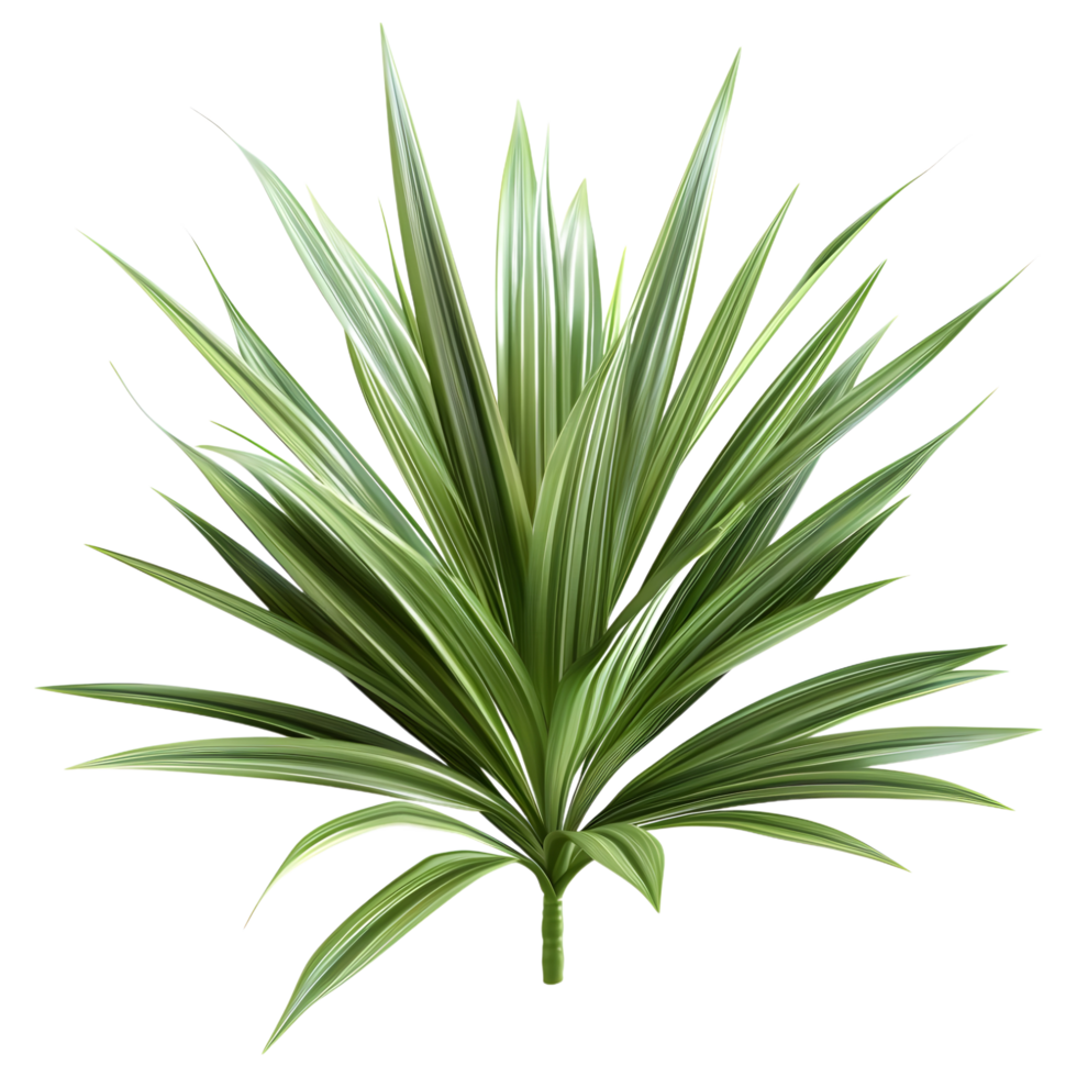 3D Rendering of a Dracaena Plant on Transparent Background png