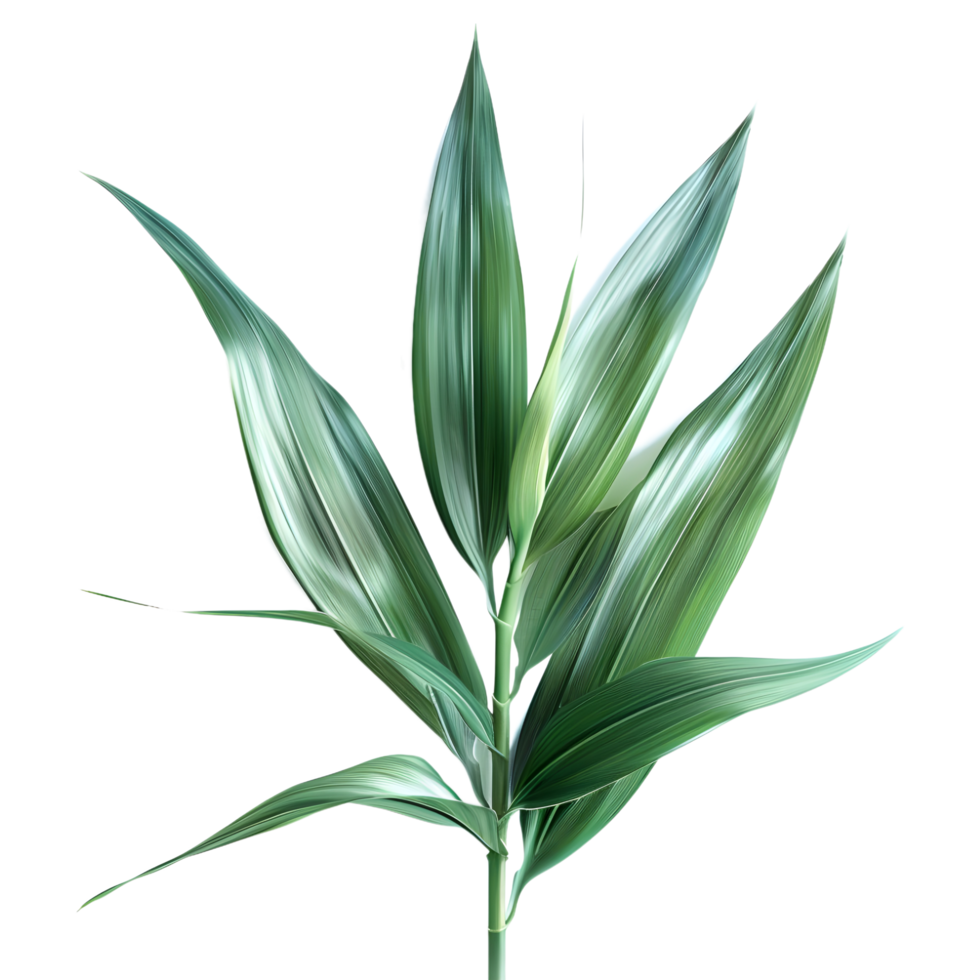 3D Rendering of a Dracaena Plant on Transparent Background png