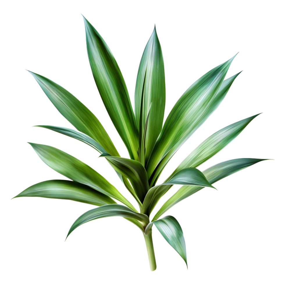 3D Rendering of a Dracaena Plant on Transparent Background png