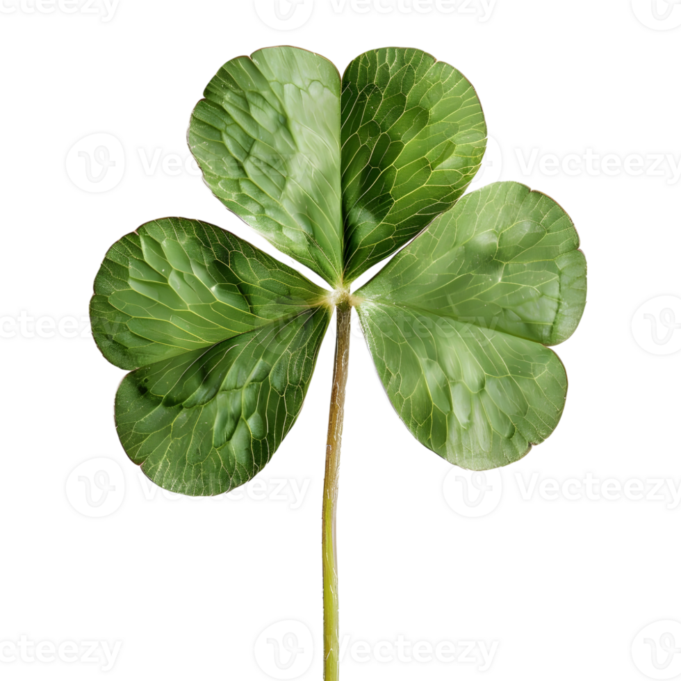 3D Rendering of a Clover Leaf on Transparent Background png