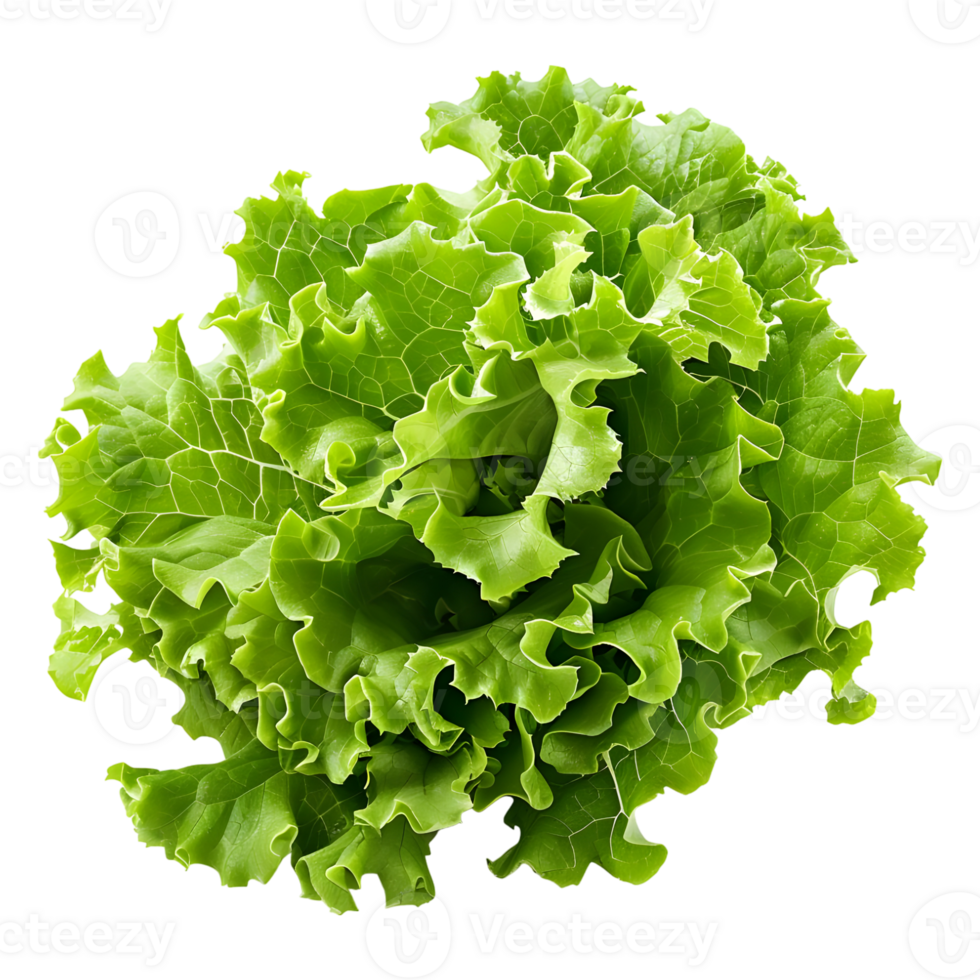 3D Rendering of a Green Lettuce on Transparent Background png
