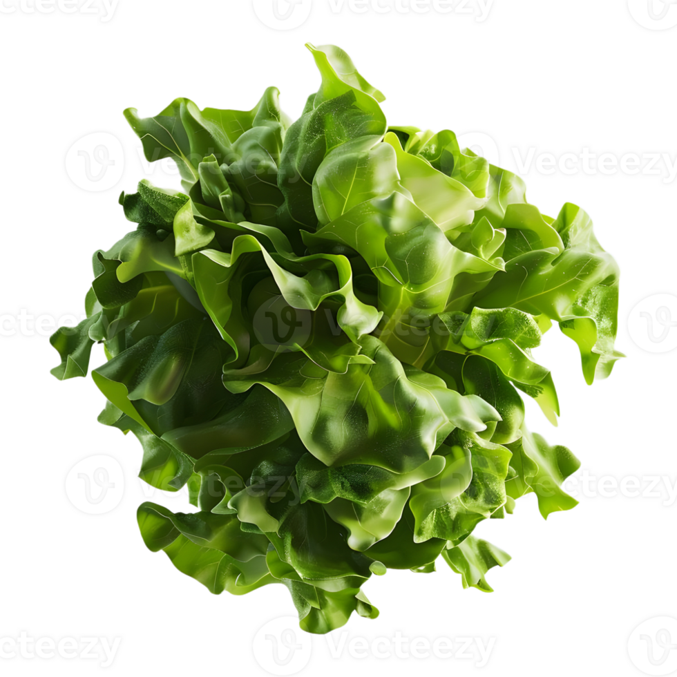 3D Rendering of a Green Lettuce on Transparent Background png