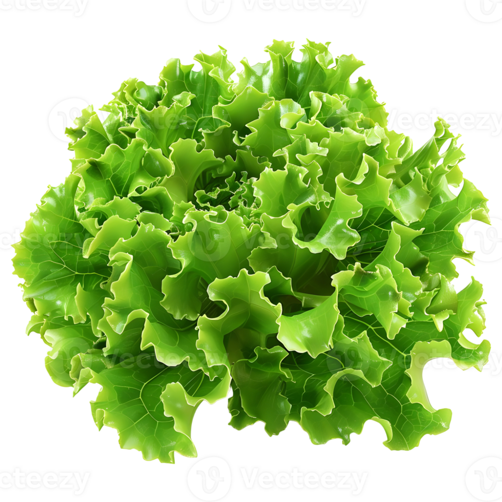 3D Rendering of a Green Lettuce on Transparent Background png