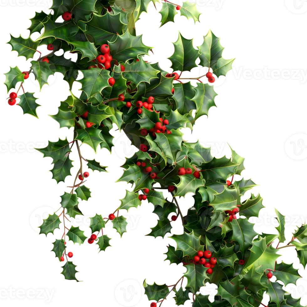 3D Rendering of a Christmas plant holly leaves with berries on Transparent Background png
