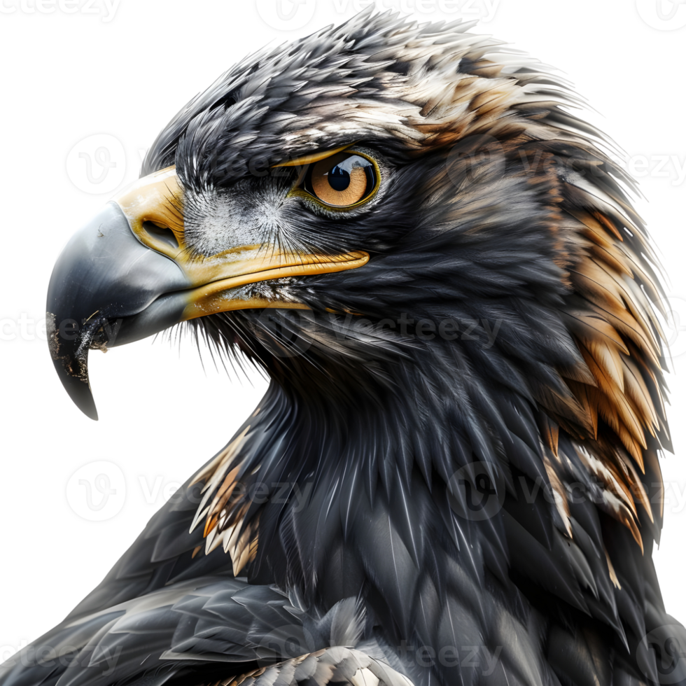 3D Rendering of a Golden eagle on Transparent Background png