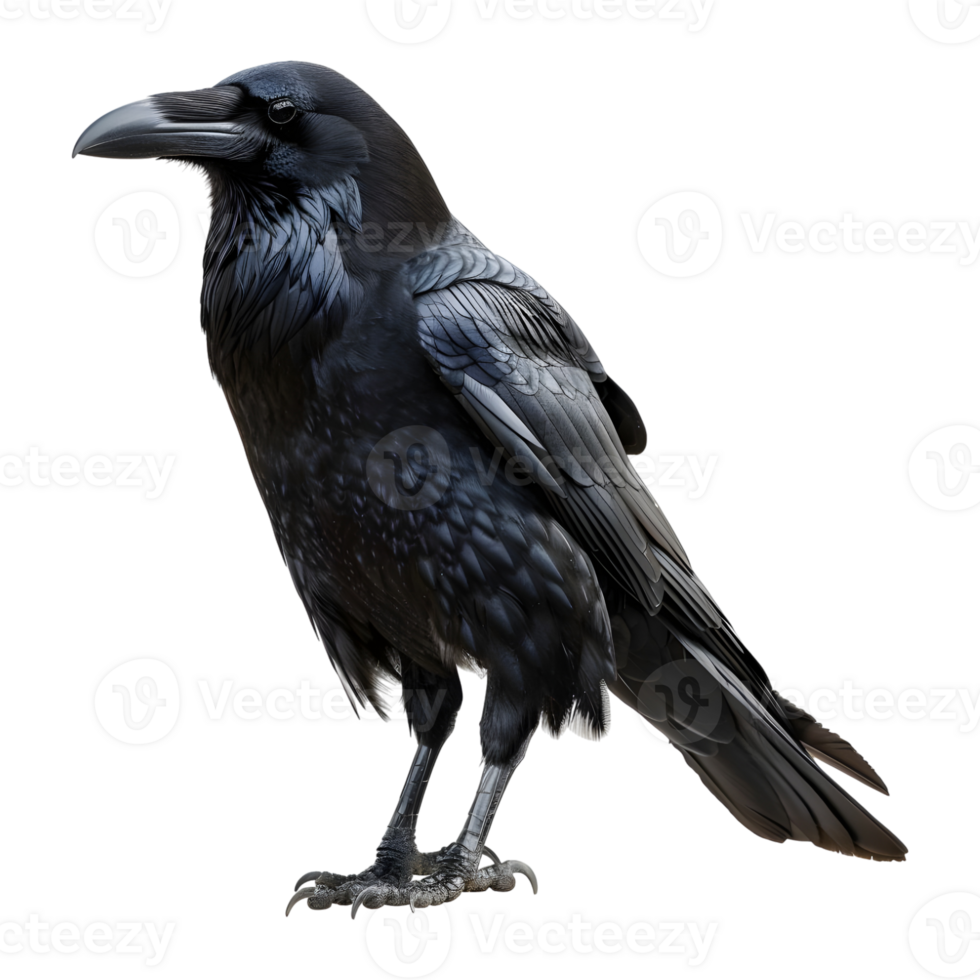 Black Crow on Transparent background png