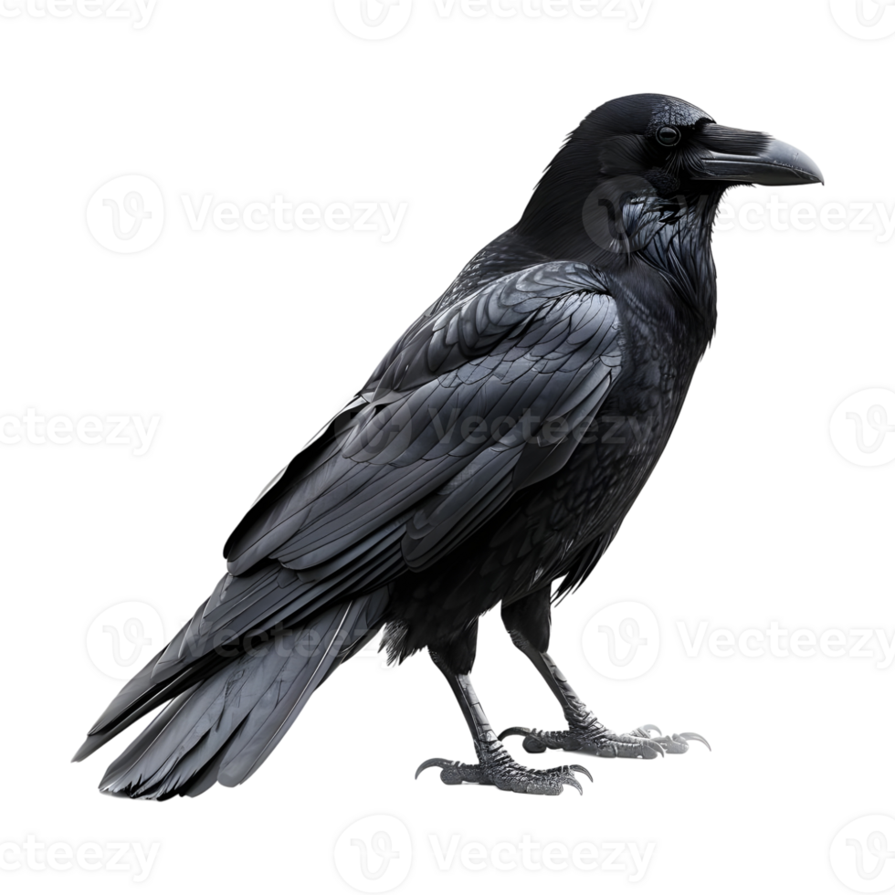 Black Crow on Transparent background png