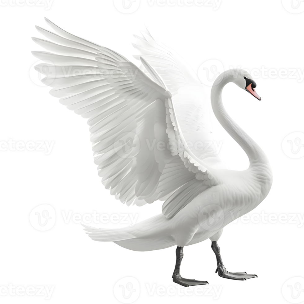 White Swan on Transparent background png
