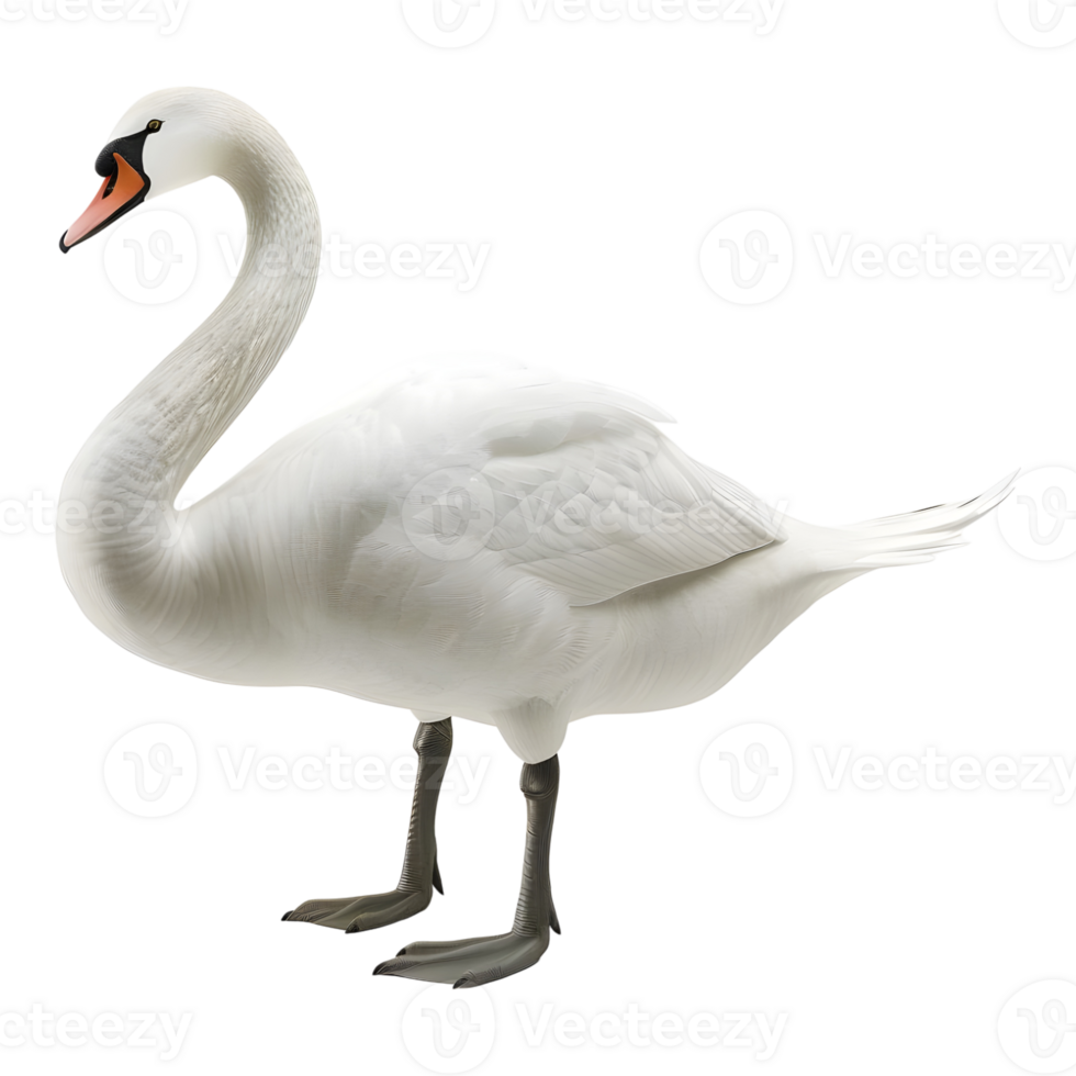 White Swan on Transparent background png