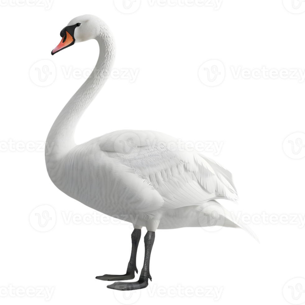 White Swan on Transparent background png