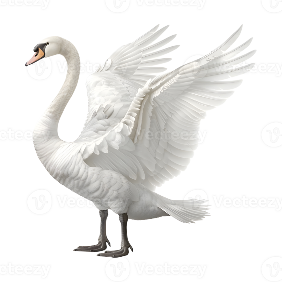 White Swan on Transparent background png