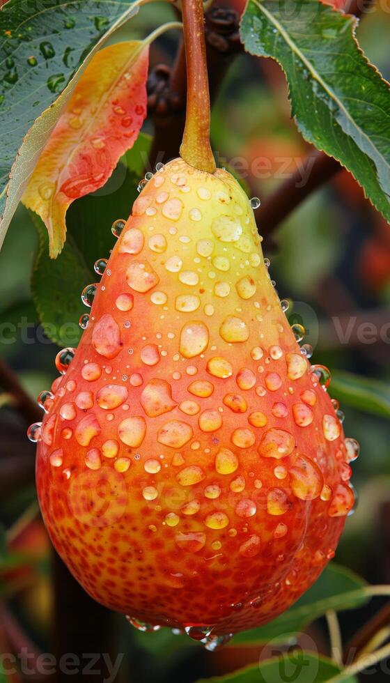 Macro close up of fresh pear with dew drops on tree, ideal wide banner with space for text photo