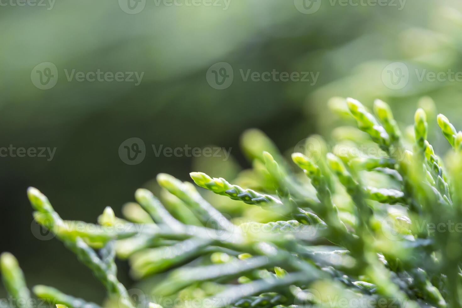 Cypress branch closeup, thuja green tree photo