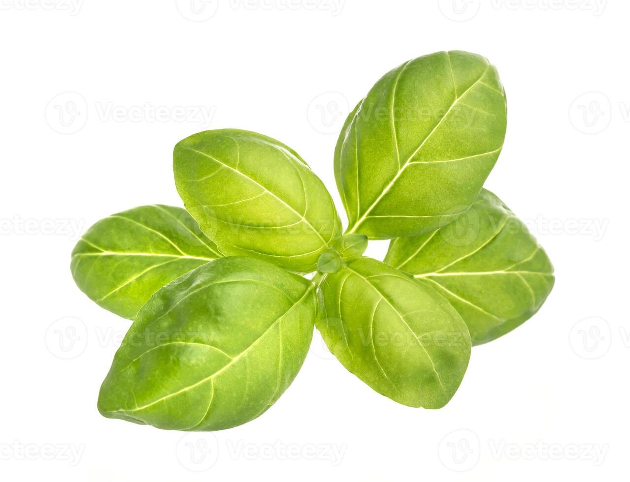 Basil leaves closeup isolated on white background photo