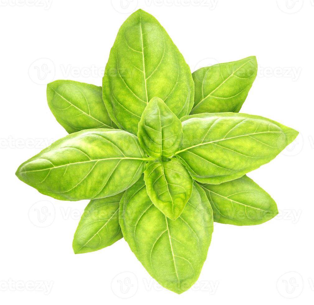 Basil leaves isolated on white, top view photo