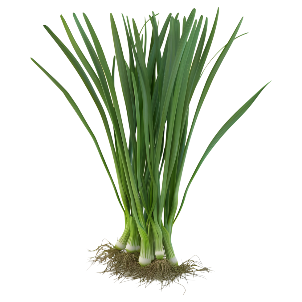 3D Rendering of a Green Onions on Transparent Background png