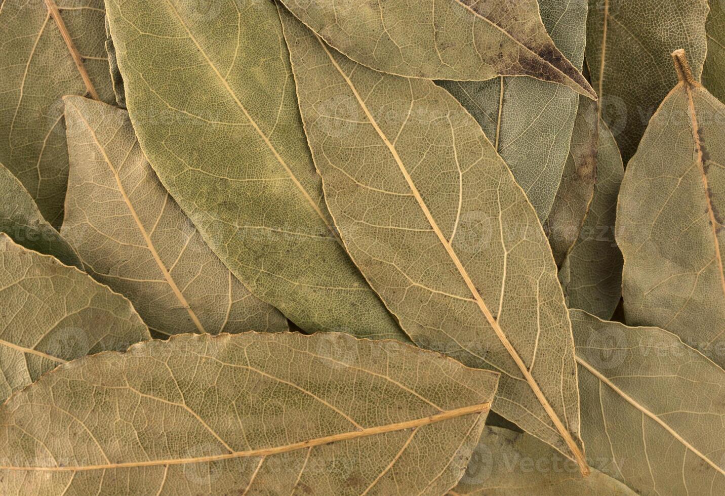 Dry bay leaves background or texture photo