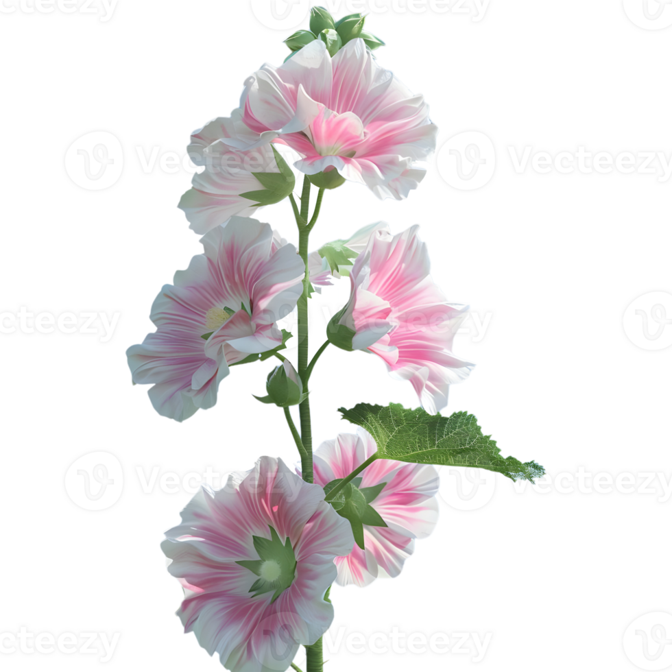 3D Rendering of a Hollyhock Flower on Transparent Background png