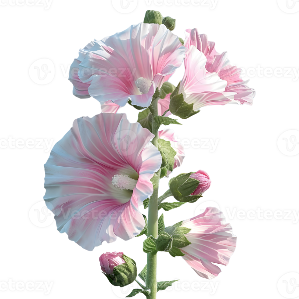 3D Rendering of a Hollyhock Flower on Transparent Background png