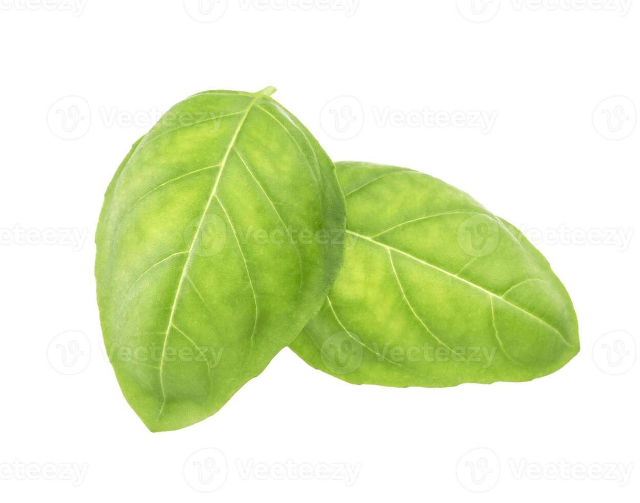 Basil leaves spice closeup isolated on white photo