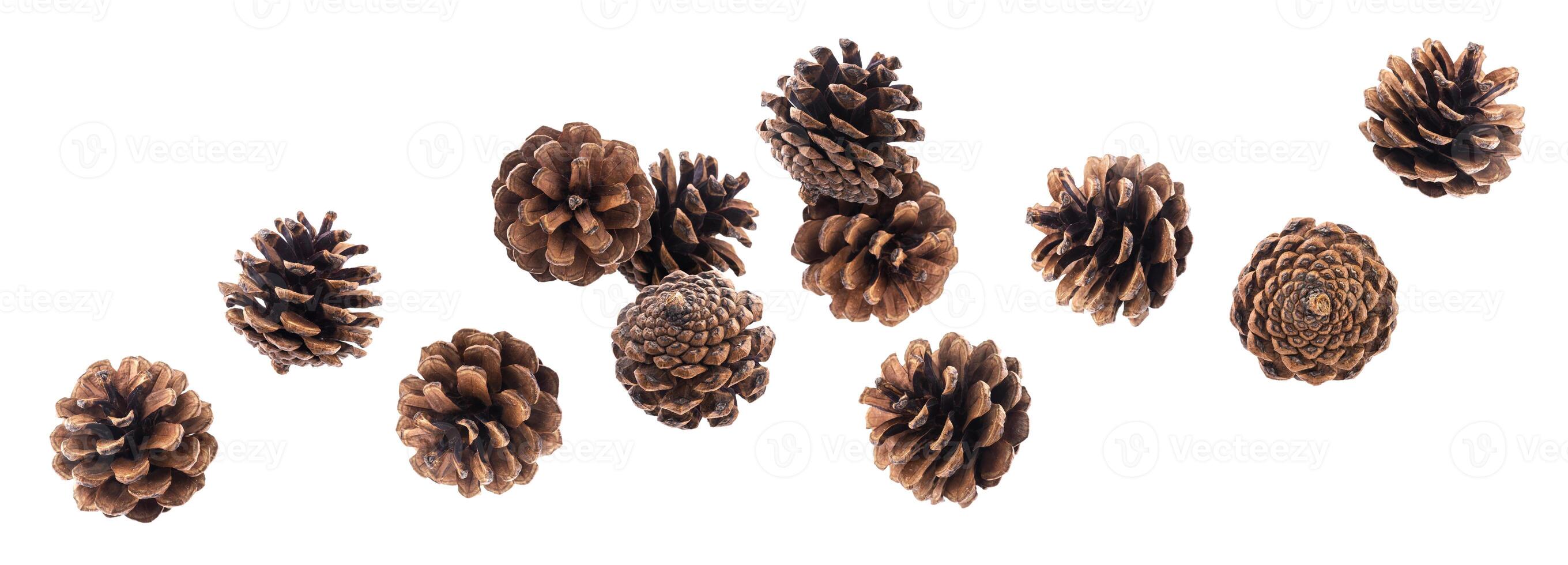 Falling pinecones isolated on white background with clipping path photo