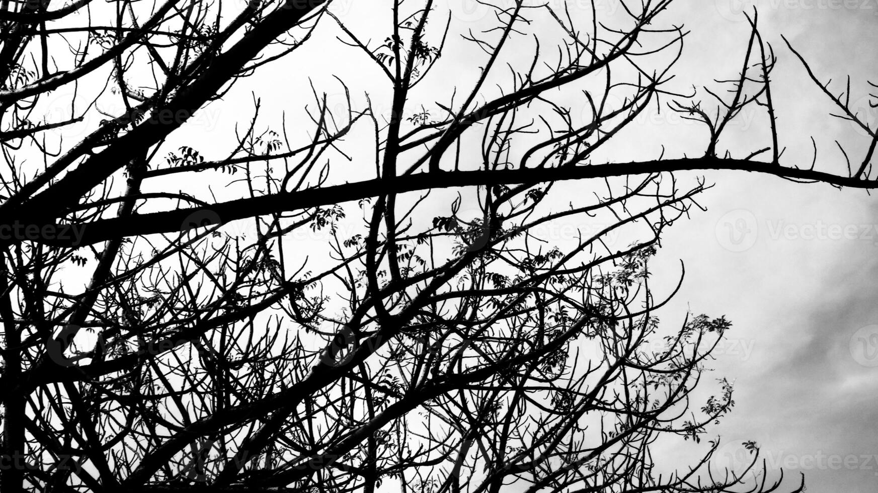 Photo of a dry tree branch, without a single leaf. Isolated background, blue sky.