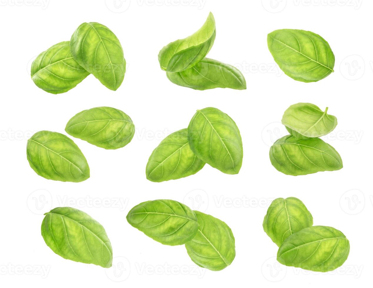 Basil leaves spice closeup isolated on white photo