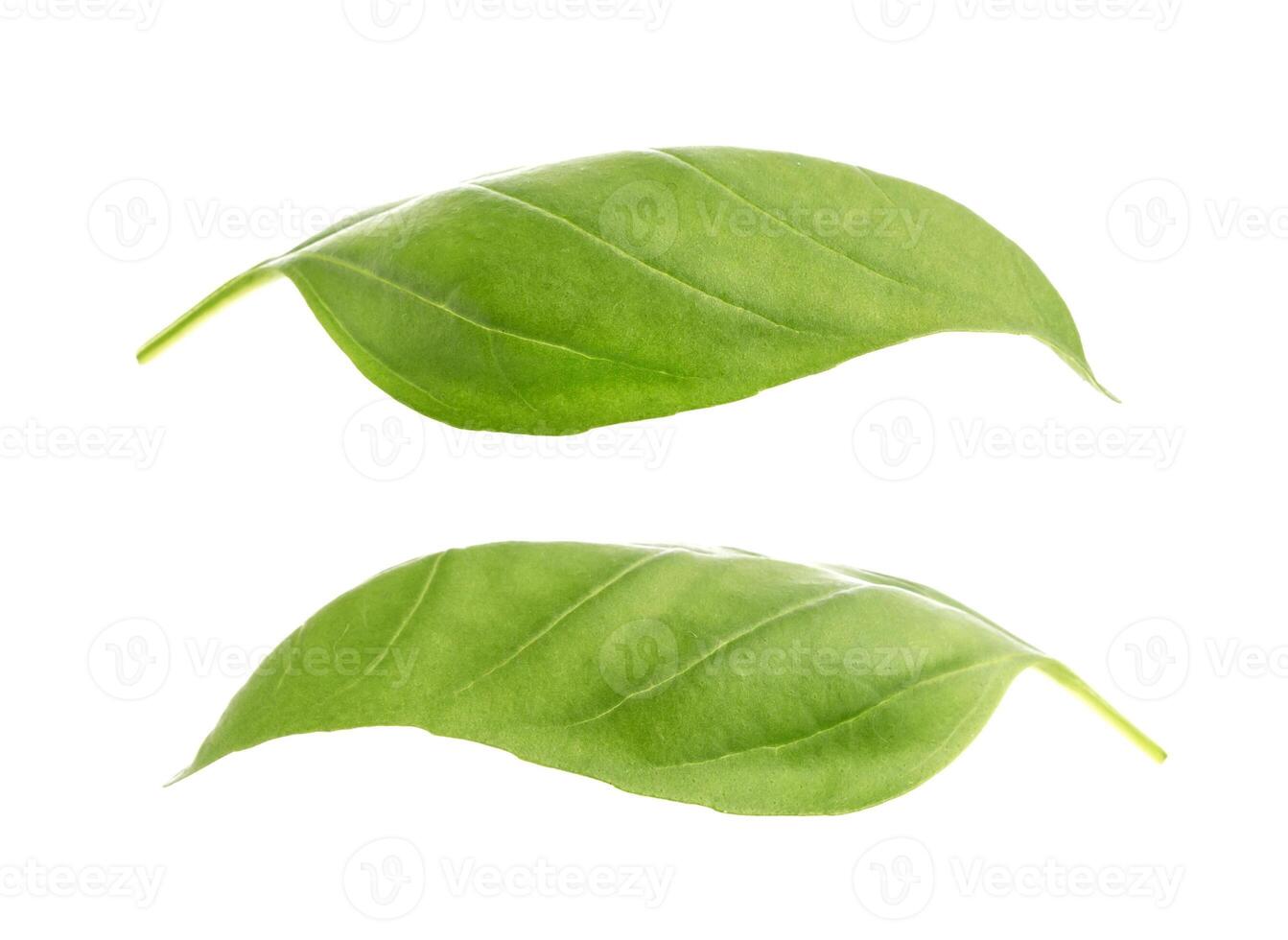 Basil leaves isolated on white background. photo