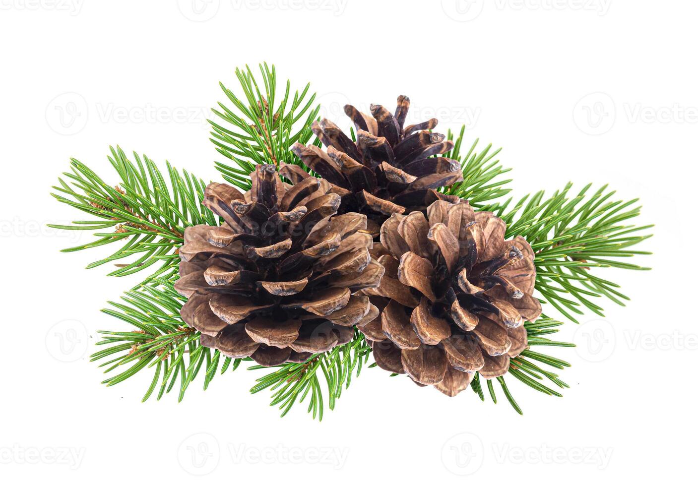 Branch of tree with pine cones isolated on white photo