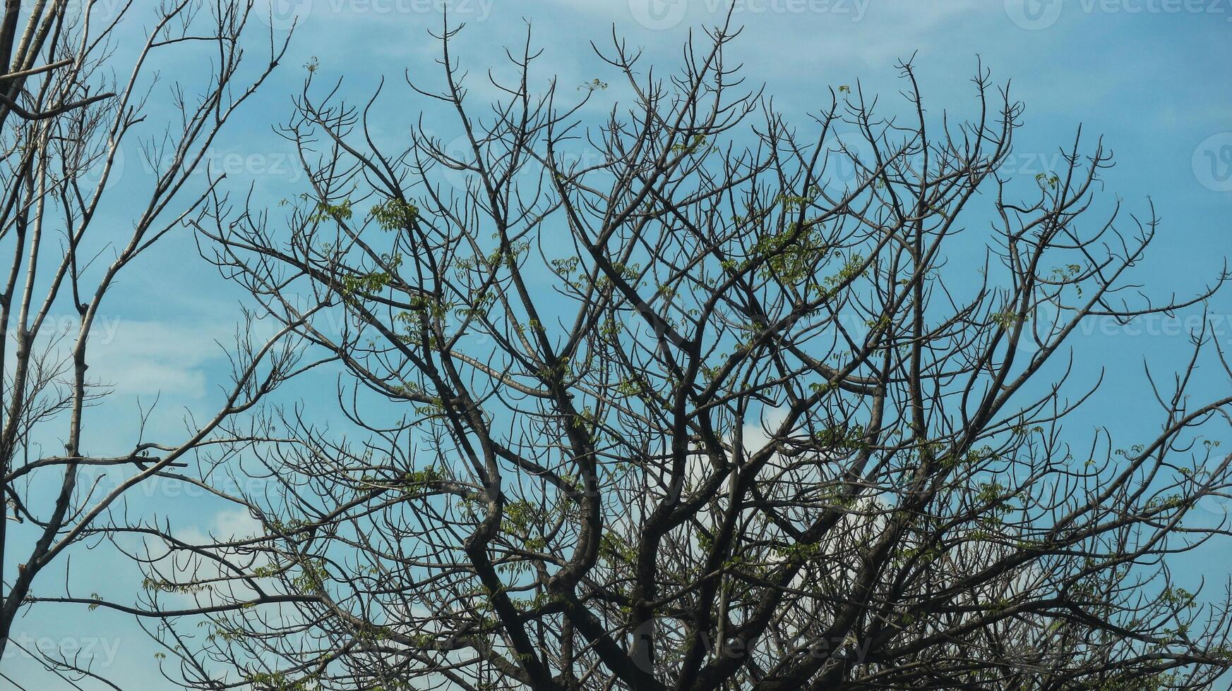 Photo of a dry tree branch, without a single leaf. Isolated background, blue sky.