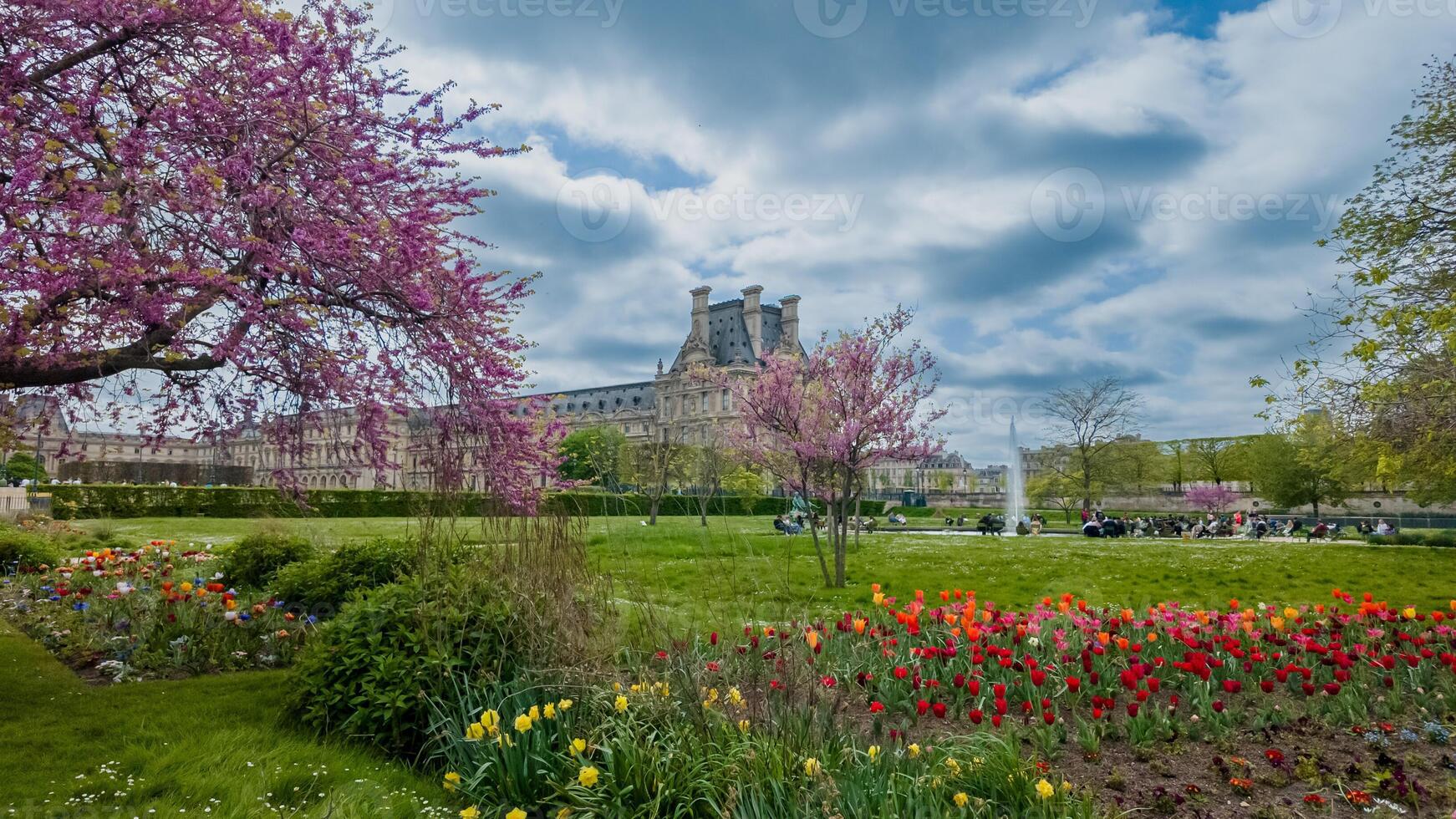 Blooming spring garden in Paris with vibrant tulips and cherry blossoms, with the Louvre Museum in the background perfect for Spring and Easter themes photo