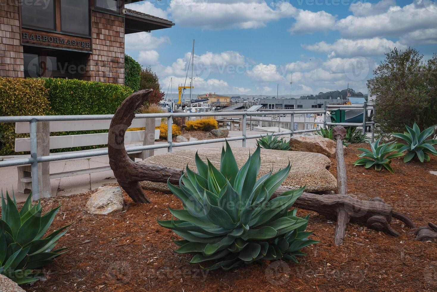 Scenic landscaped area with Catalina Express sign, agave plants, driftwood, marina view. photo