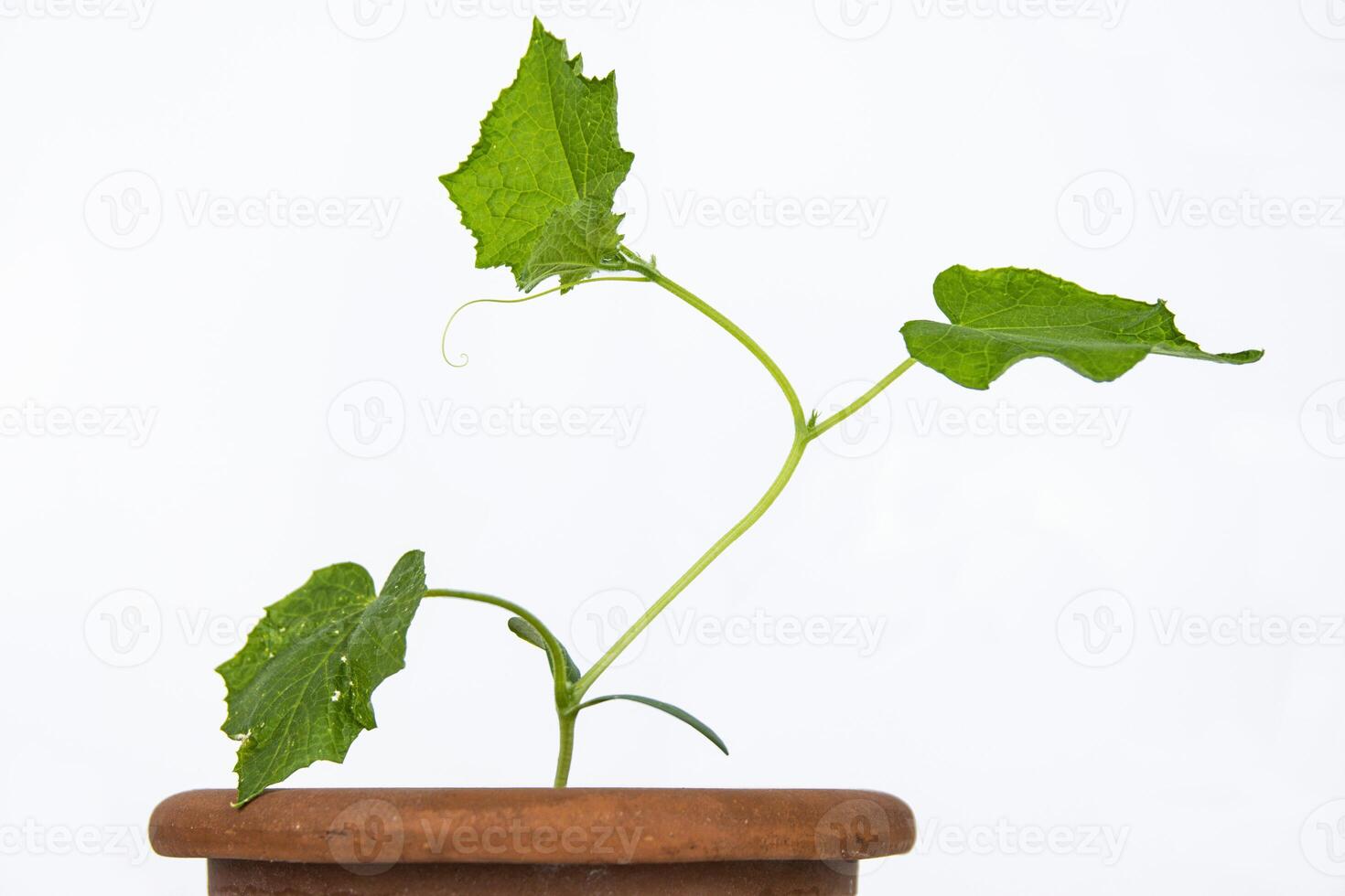 Baby cucumber plant seedlings in the brown clay pot growing in the greenhouse. Squash seedings ready to plant. Sprout branch with leaves isolated on white background. Close-up. Side view. Copy space photo