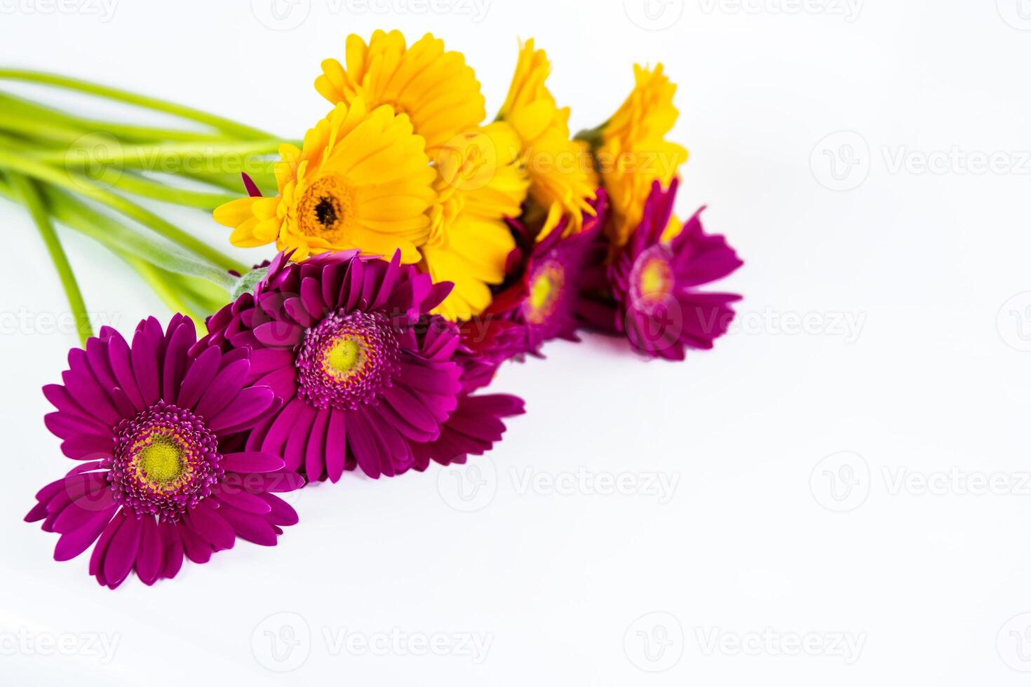 Cropped detail of Bouquet of purple and yellow gerberas laying and isolated on white background. Simple design concept for banner, card, poster, ads. Close-up. Copy space. Selective focus. photo