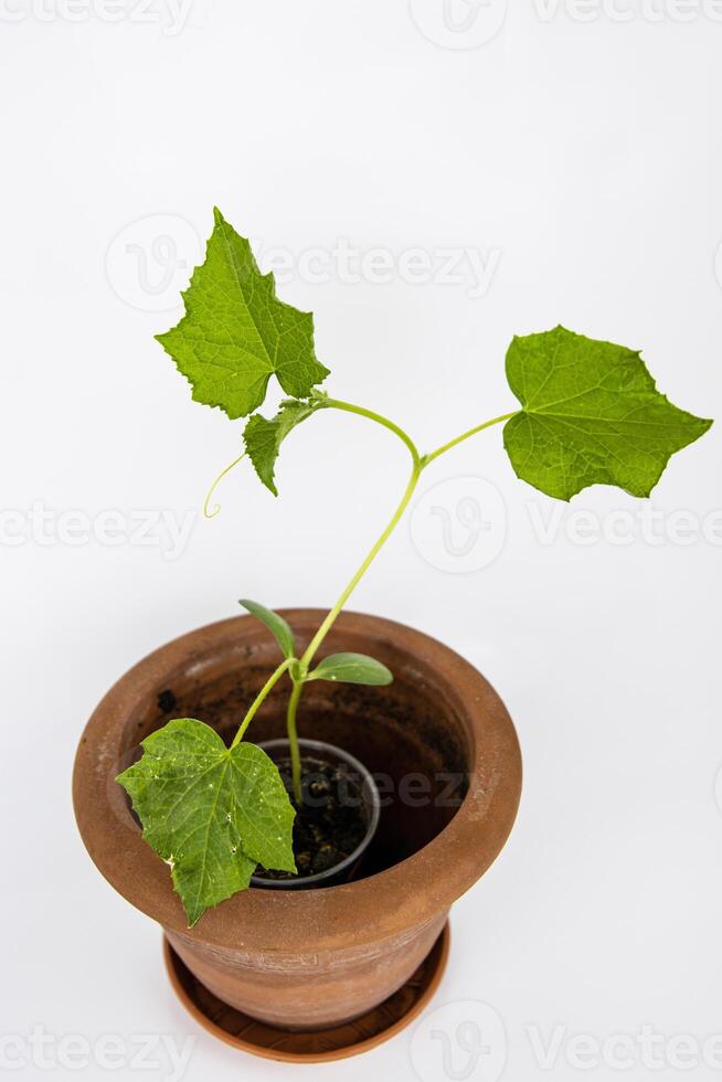 Baby cucumber plant seedlings in the brown clay pot growing in the greenhouse. Squash seedings ready to plant. Sprout branch with leaves isolated on white background. Close-up. Top view. Copy space photo