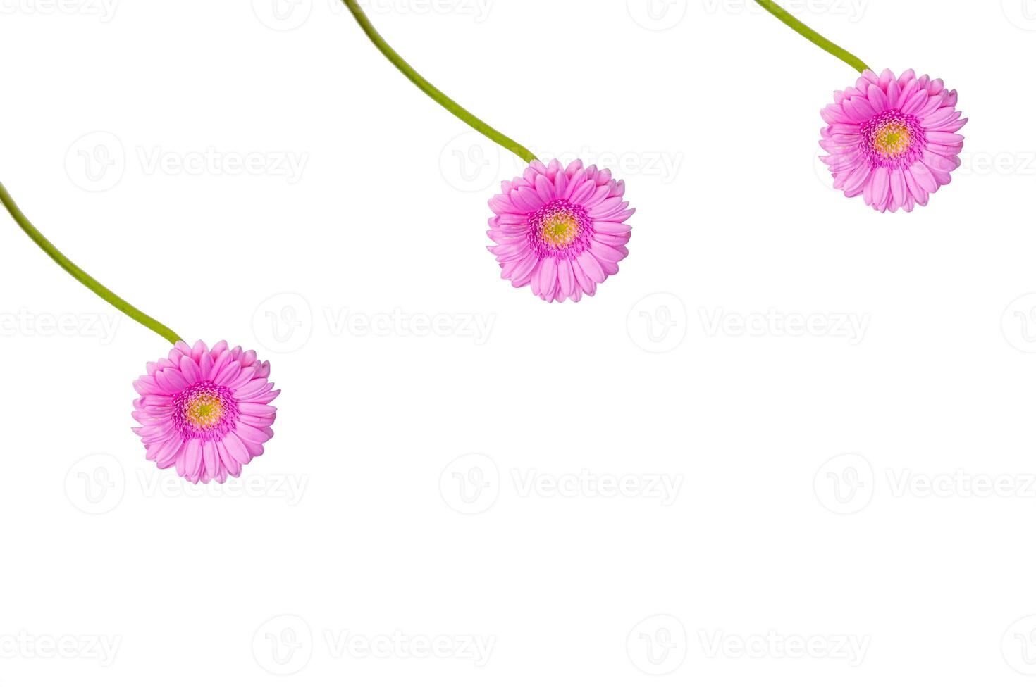 Row of three beautiful pastel pink Gerber flower isolated on the white background. Minimalistic and simple aesthetic holiday celebration concept. Holiday greeting card design. Side view. Copy space. photo