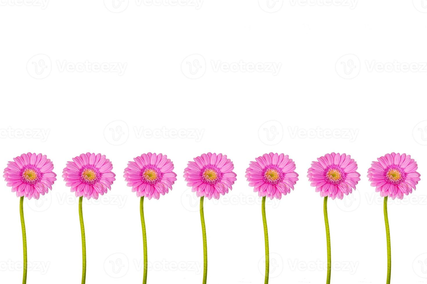 Row line of seven beautiful pastel pink Gerber flower isolated on the white wall background. Minimalistic and simple aesthetic holiday celebration concept. Side view. Copy space. photo