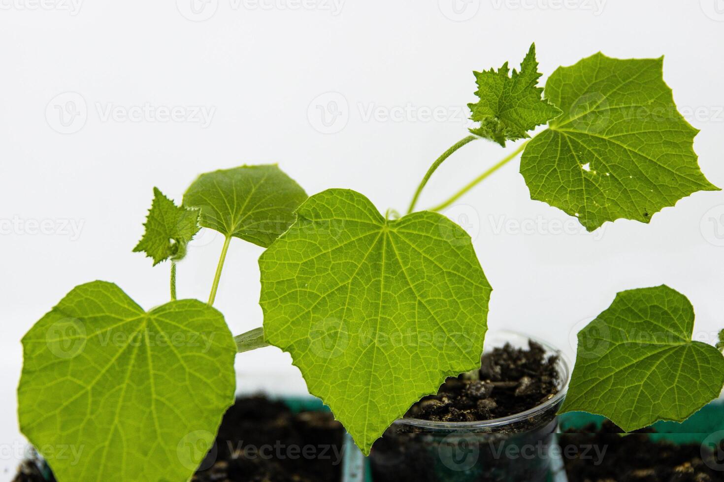 Close up of young green zucchini courgette and cucumber seedling sprouts growing in the plastic pots at home. Gardening hobby concept. Greenhouse life. Isolated on the white background. Copy Space photo