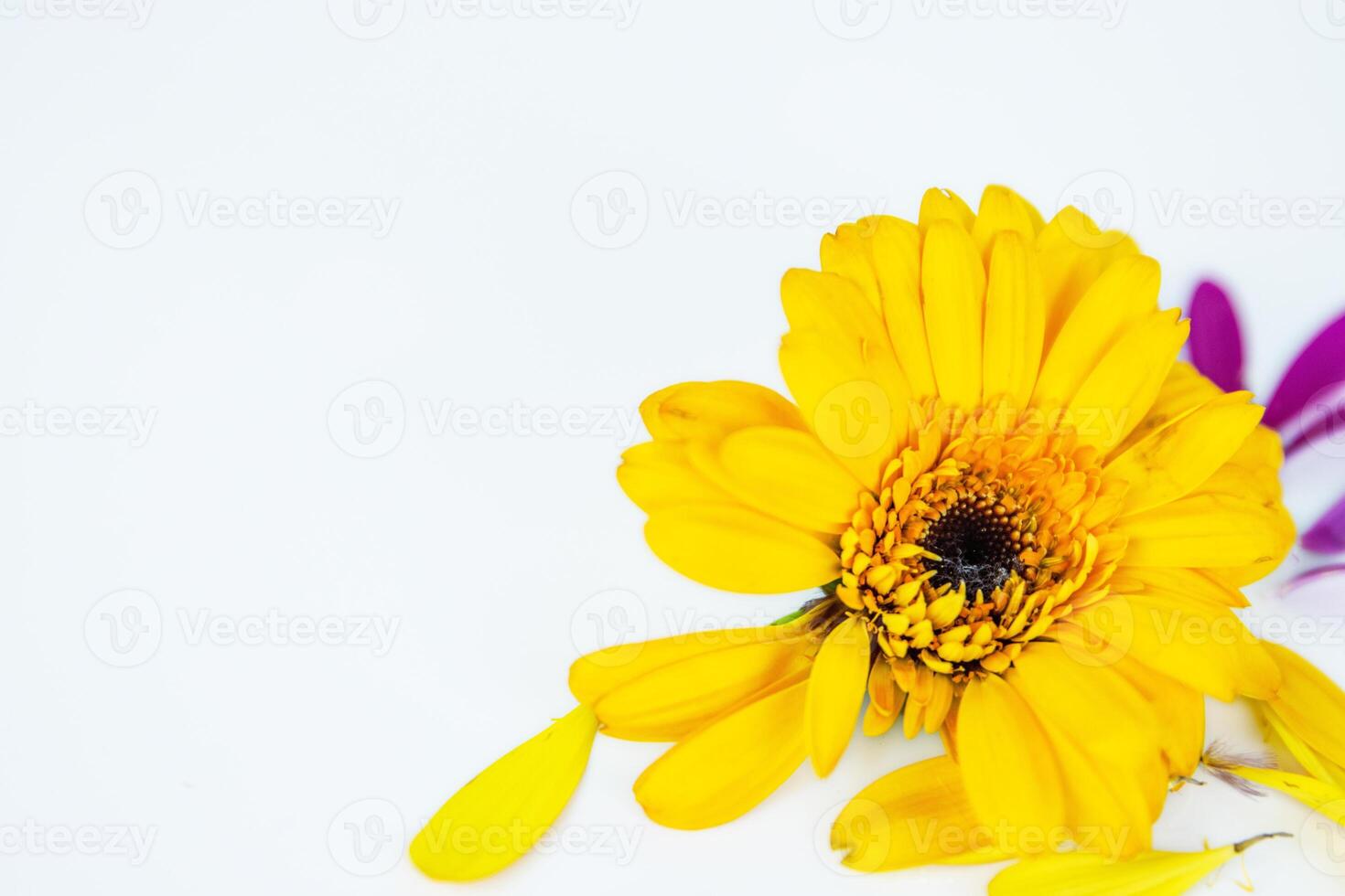 Close-up of daisy flower head with fallen yellow pink petals laying on white background. Isolated Calendula, marigold flower. Creative minimalistic simple design concept. Selective focus. photo