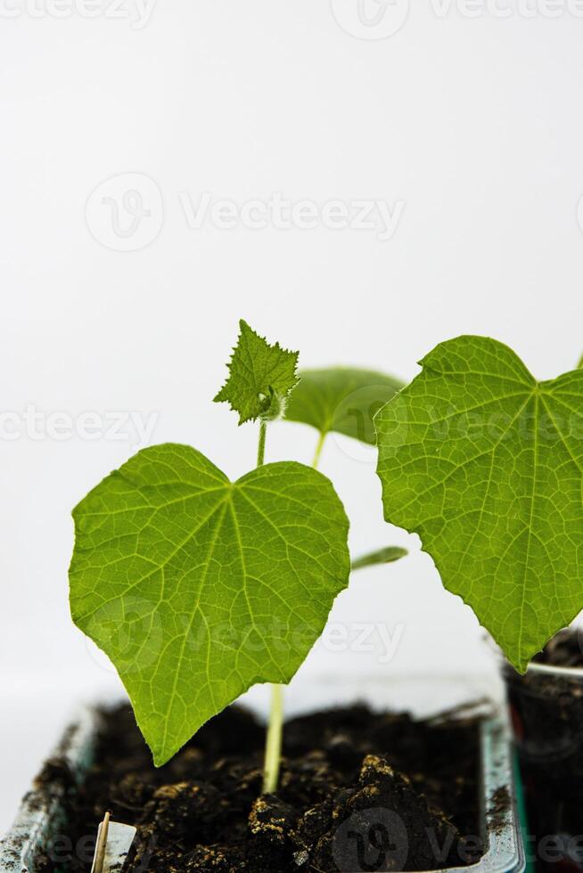 Close up of young green zucchini courgette and cucumber seedling sprouts growing in the plastic pots at home. Gardening hobby concept. Greenhouse life. Isolated on the white background. Copy Space photo