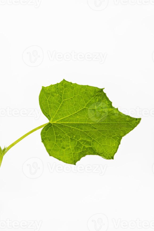 Close up of One Green cucumber leaf on the steam, isolated on white background. Fresh organic Squash vegetable plant. Copy Space photo