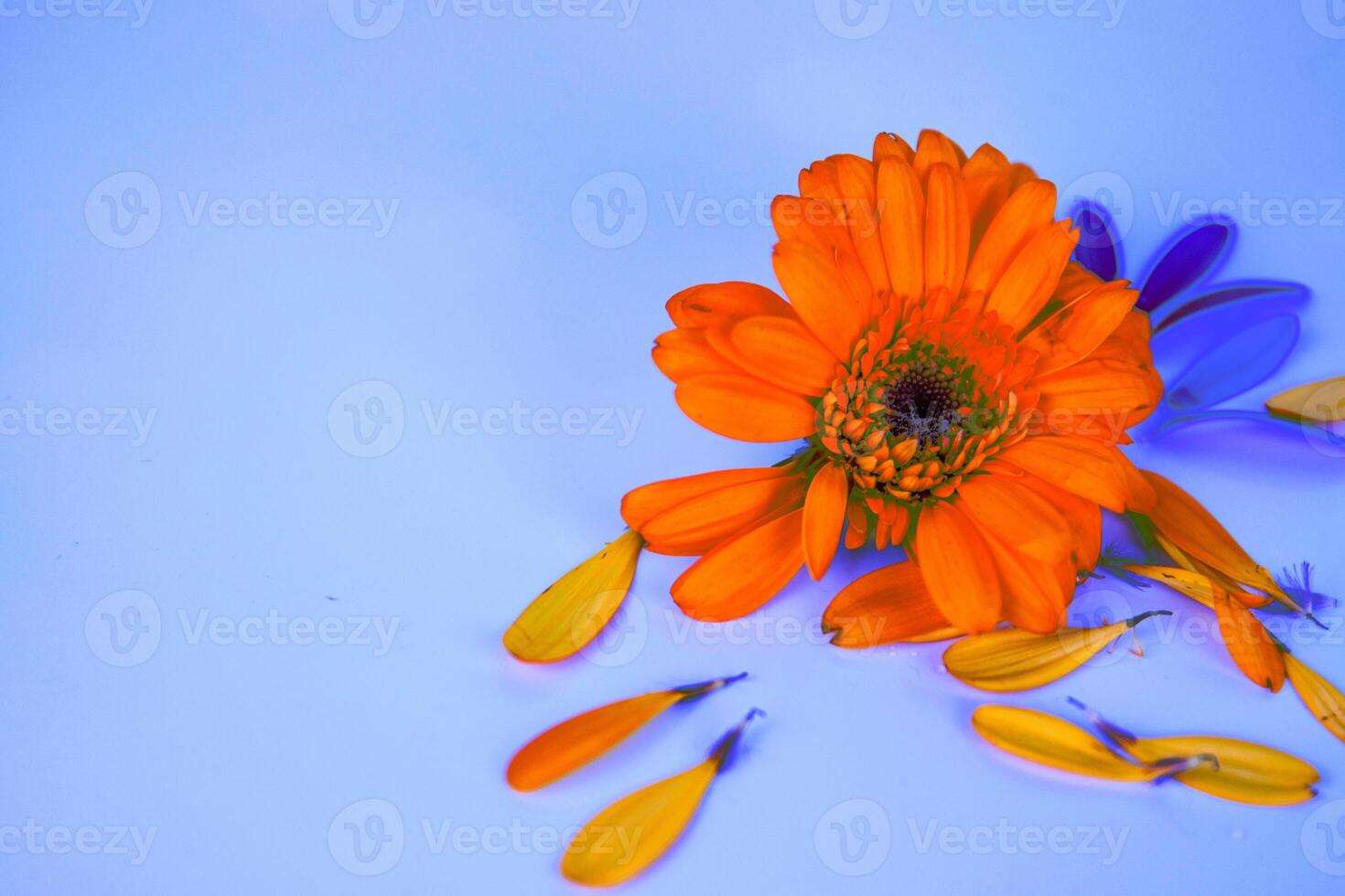 Close-up of fading daisy flower head with fallen yellow pink petals laying on white background. Isolated Calendula, marigold flower. Creative minimalistic simple design concept. Selective focus. photo