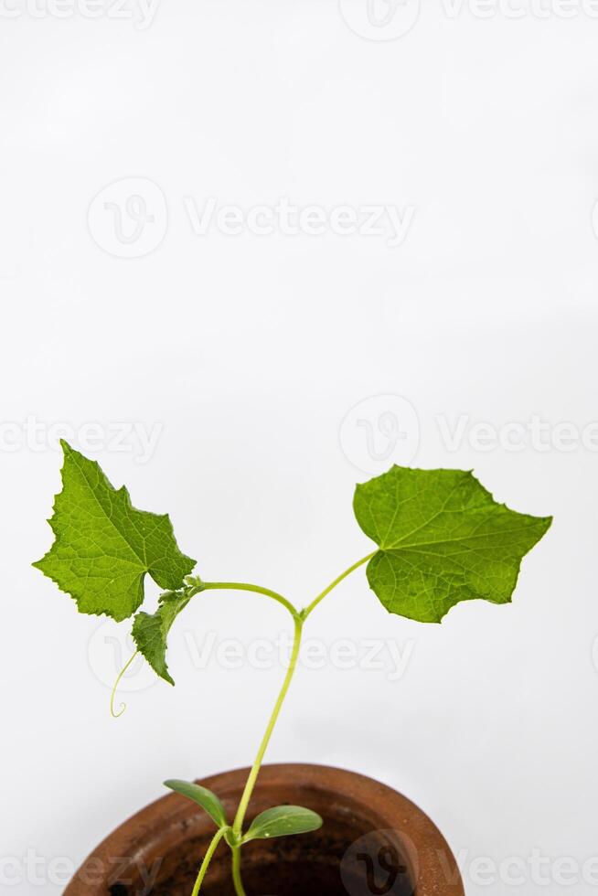 Baby cucumber plant seedlings in the brown clay pot growing in the greenhouse. Squash seedings ready to plant. Sprout branch with leaves isolated on white background. Close-up. Side view. Copy space photo
