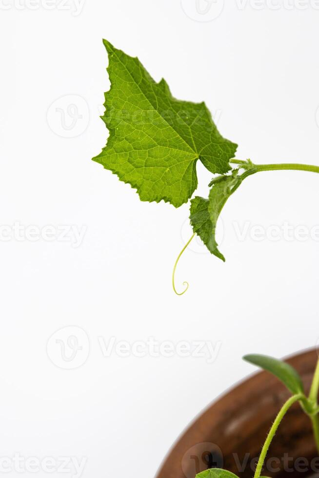 Baby cucumber plant seedlings in the brown clay pot growing in the greenhouse. Squash seedings ready to plant. Sprout branch with leaves isolated on white background. Close-up. Top view. Copy space photo