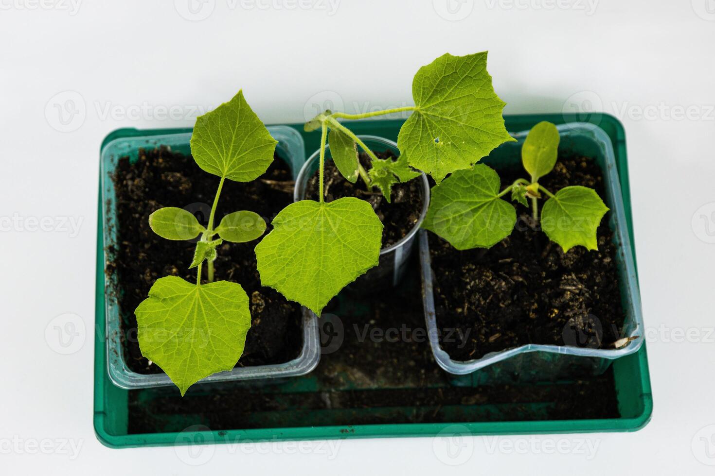 Close up of young green zucchini, cucumber seedling sprouts growing in plastic pots, tray at home. Gardening hobby concept. Greenhouse life. Isolated on the white background. Top view. Copy Space photo