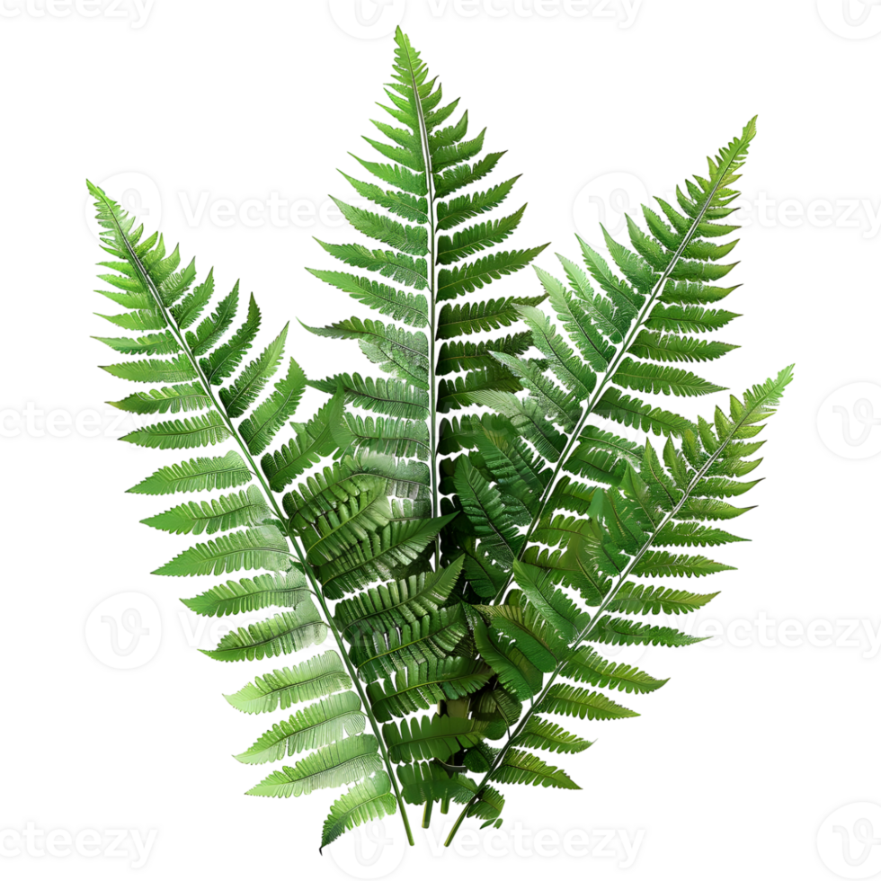 3D Rendering of a Fern Plant on Transparent Background png