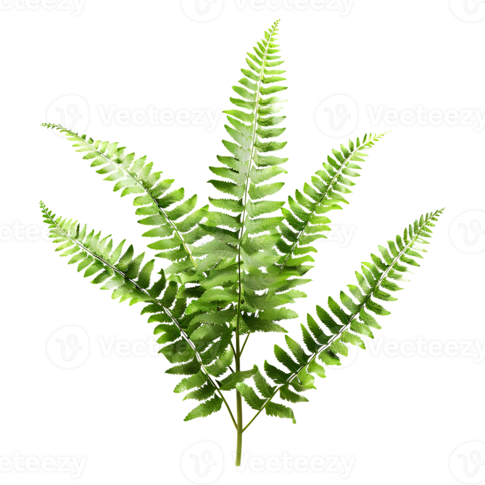 3D Rendering of a Fern Plant on Transparent Background png