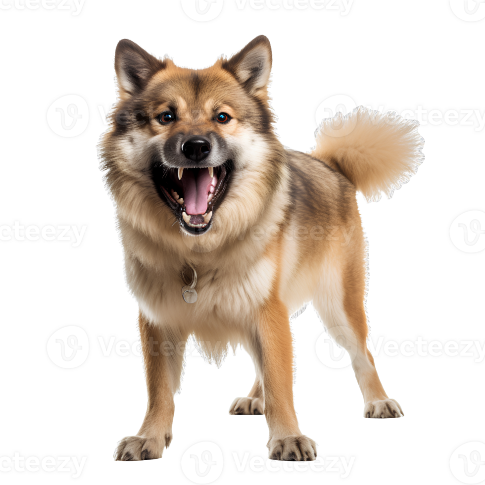 fun dogs on transparent background png