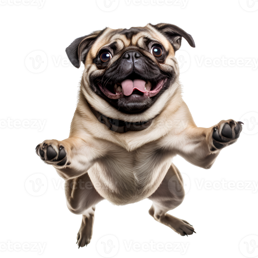 Cute and happy dog on transparent background , easy to use. png